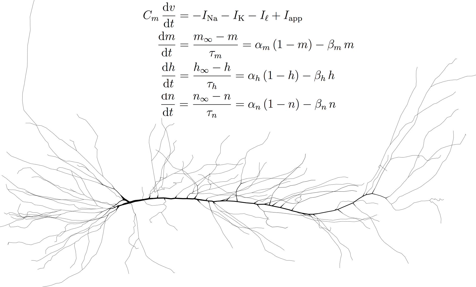 Neuron and Hodgkin-Huxley equations